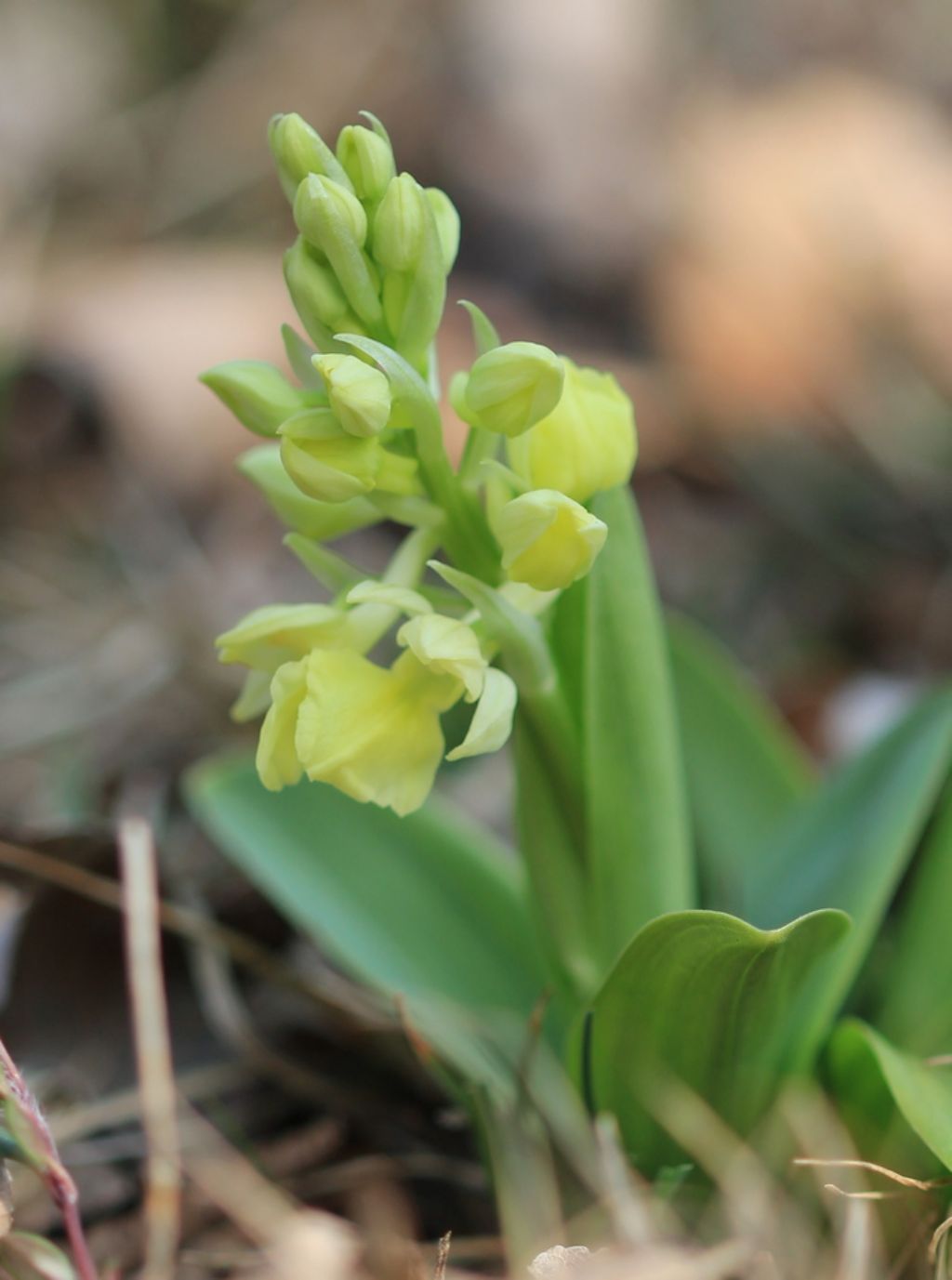 Orchis pallens